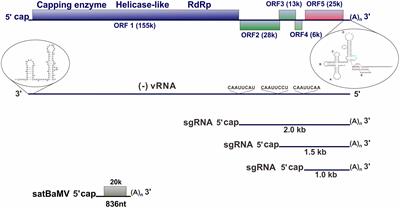 The Functional Roles of the Cis-acting Elements in Bamboo mosaic virus RNA Genome